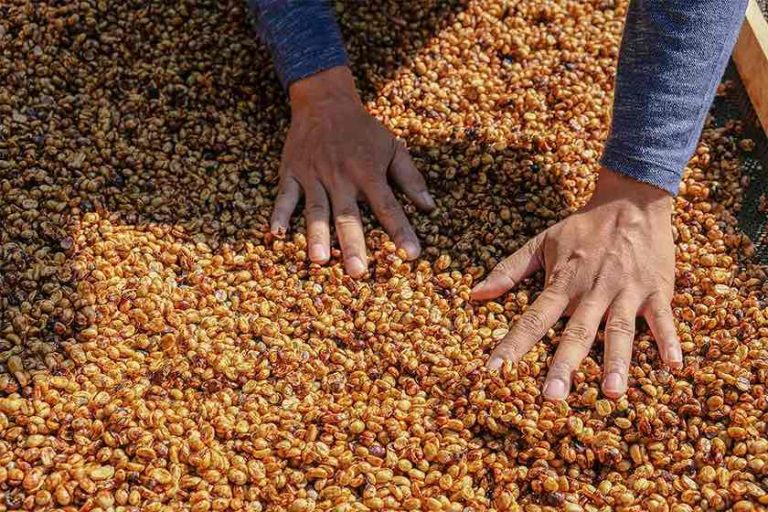 What Is Honey Process Coffee? A Simple Guide to Sweetness, Body, and Flavor
